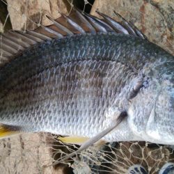 ライトチニングイエロー