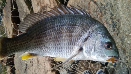 ライトチニングイエロー