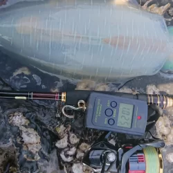 (対馬)墨族使用投稿①