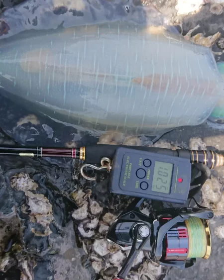 (対馬)墨族使用投稿①