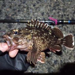 2022/04/25 南港ヘチ釣り釣行