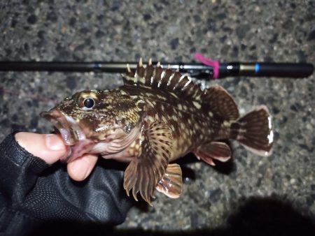 2022/04/25 南港ヘチ釣り釣行