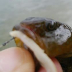 【小物釣り開幕(^^)】