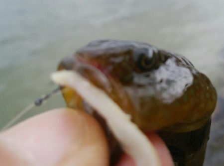 【小物釣り開幕(^^)】