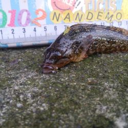 色々な魚が釣れました(^^)