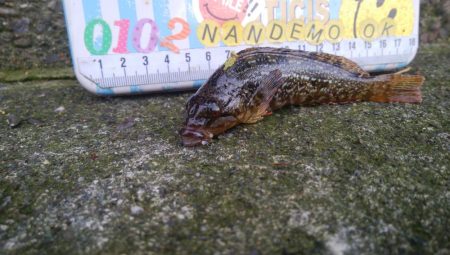 色々な魚が釣れました(^^)