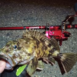 2022/04/27 南港ライトゲーム釣行