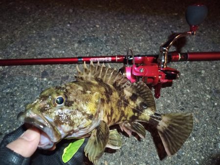 2022/04/27 南港ライトゲーム釣行