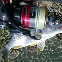 ライトチニングイエロー