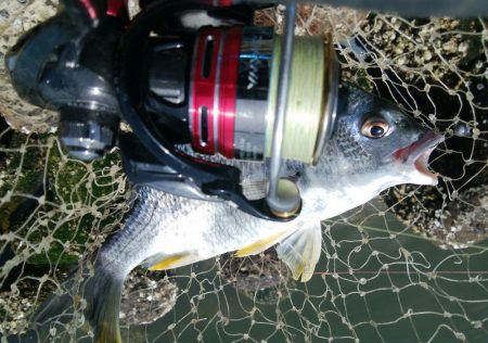 ライトチニングイエロー