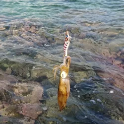 (対馬)墨族釣果投稿②