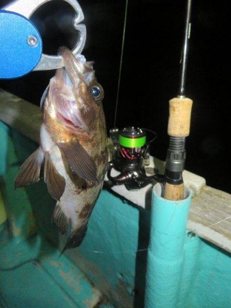 ２度目のボートメバル！