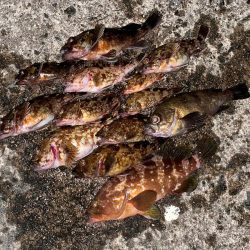 ライトワインド&アジング釣行　たまや渡船さん！