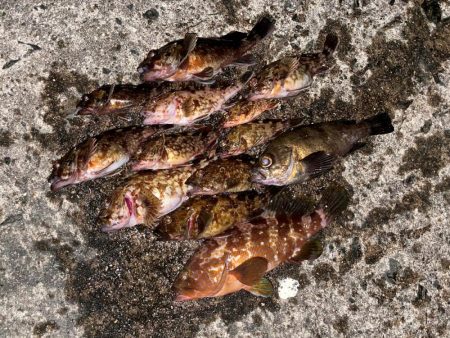 ライトワインド&アジング釣行　たま…