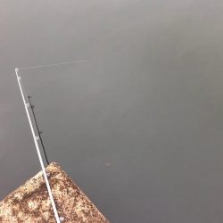 大同川モロコ９４匹自己ベスト