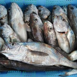泉州丸 釣果