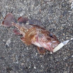 良型アジの回遊も確認! たまや渡船半夜便でライトワインド