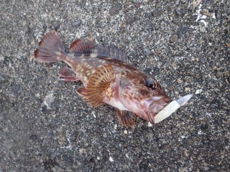 良型アジの回遊も確認! たまや渡船半夜便でライトワインド