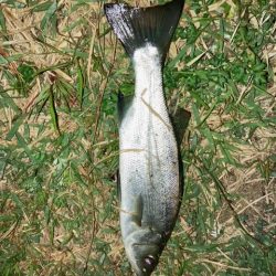 アジングのはずが