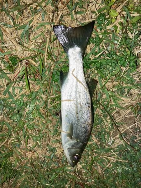 アジングのはずが