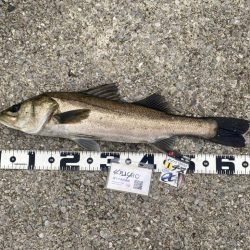 チヌ針改めて1号の強さ