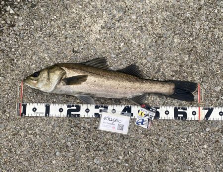 チヌ針改めて1号の強さ