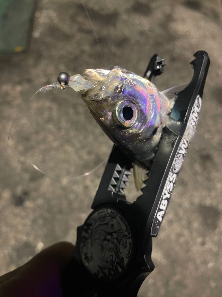 イカが釣れなかったから…