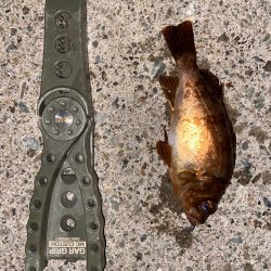 メバル釣り堀