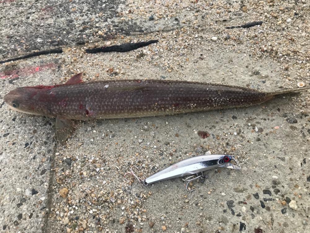 最後の最後におチヌ様