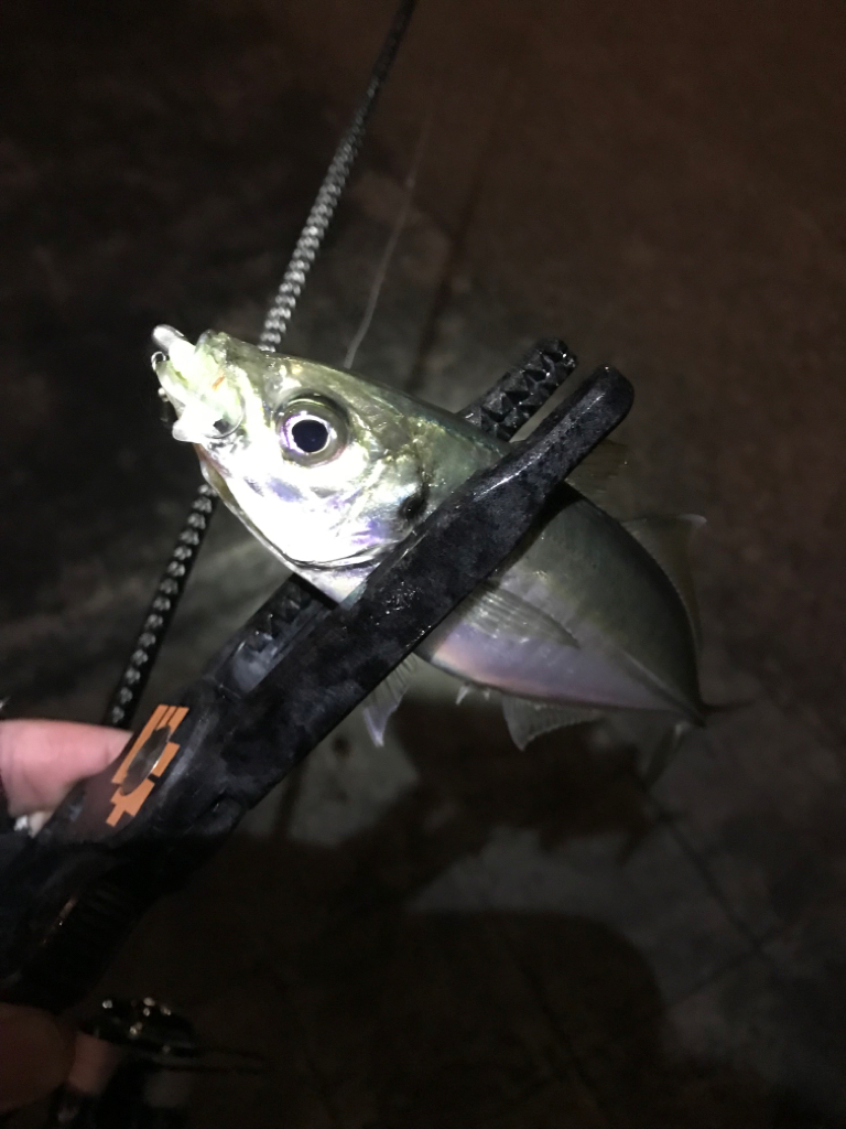 ユウマヅメアジングは