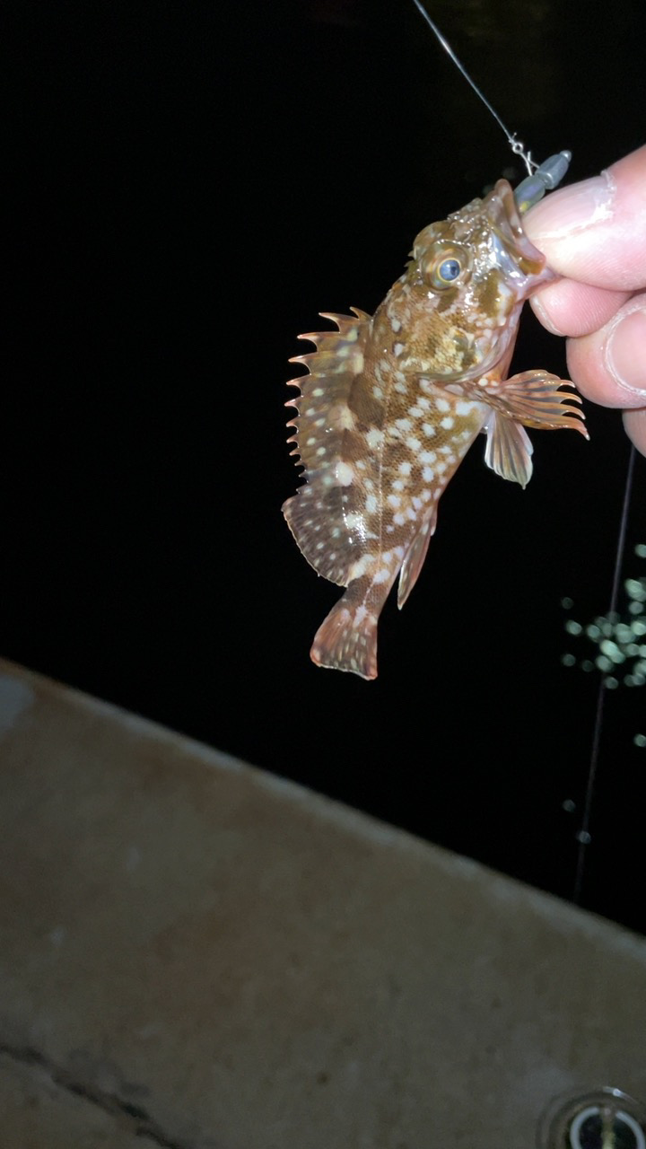 癒やしの釣り♪