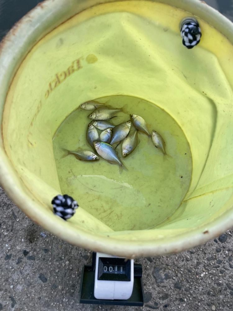 昼からタナゴ釣り