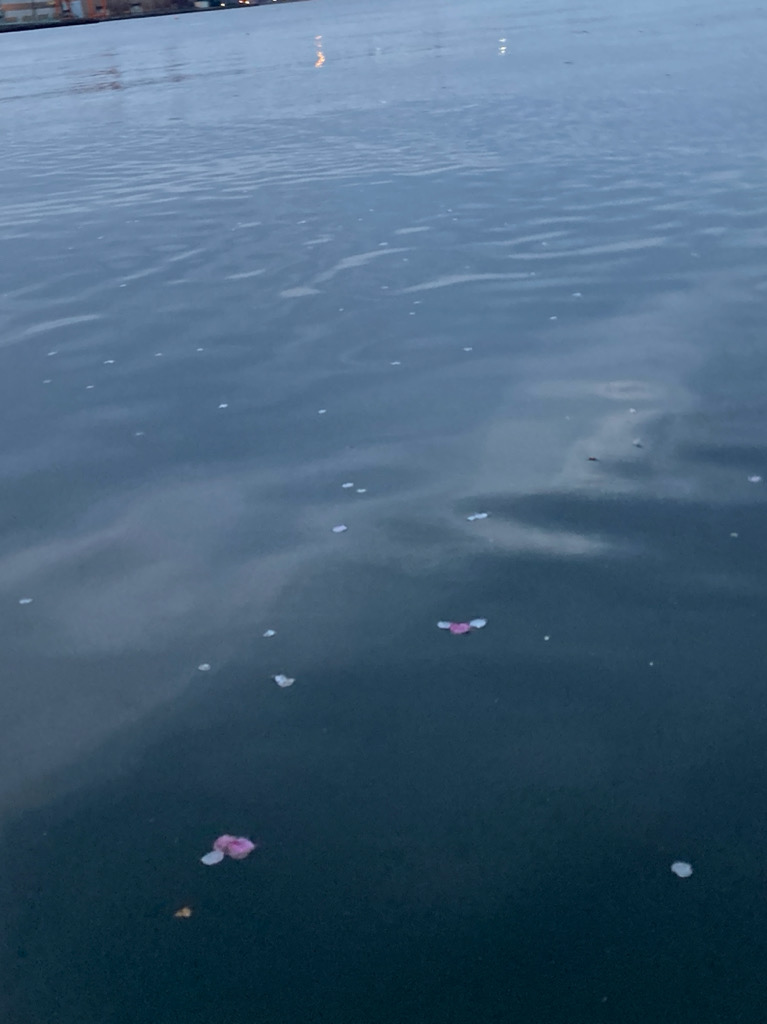 イナッコの大群に邪魔されて