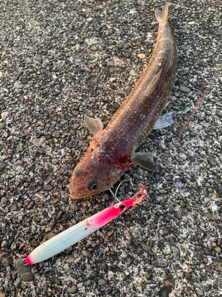 チニングにショアジギに最高な1日。