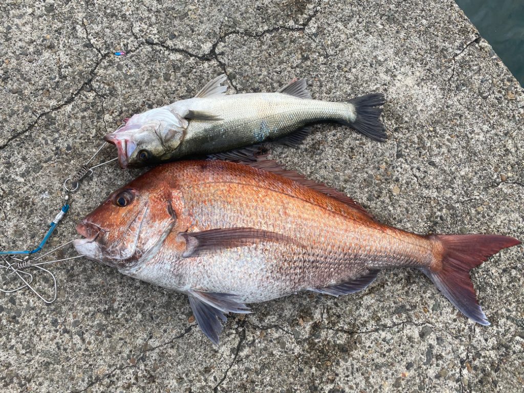 チーバスとマダイ