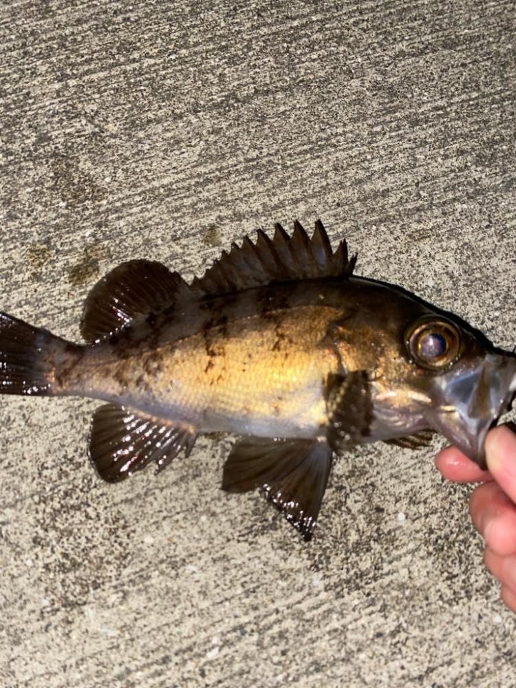 メバルちらほら