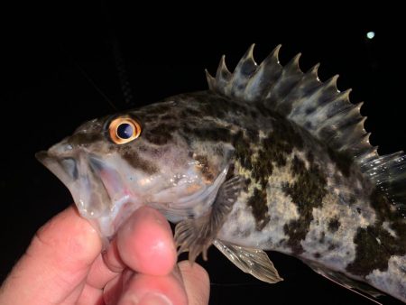 ボトム調査へ〜