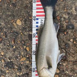 出勤前の短時間釣行