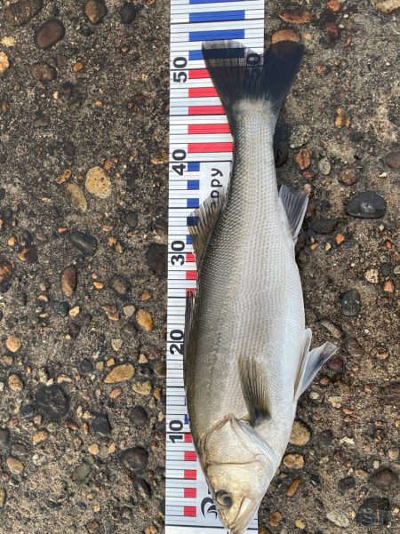 出勤前の短時間釣行