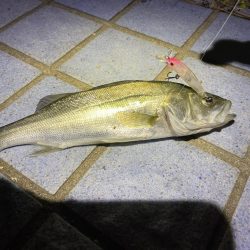 メバルに混じり