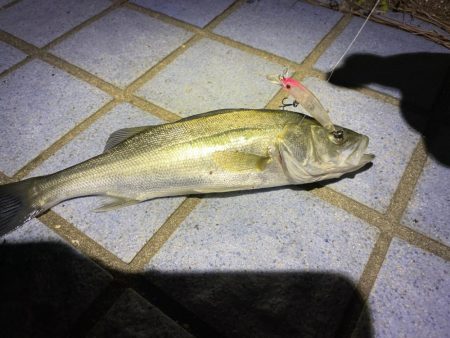 メバルに混じり