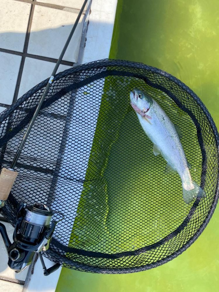 昼からかめプー