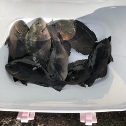 波止グレ釣り