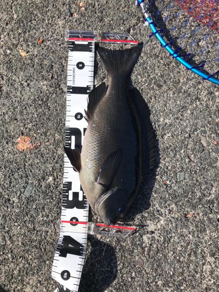 24年ぶりの初島釣行