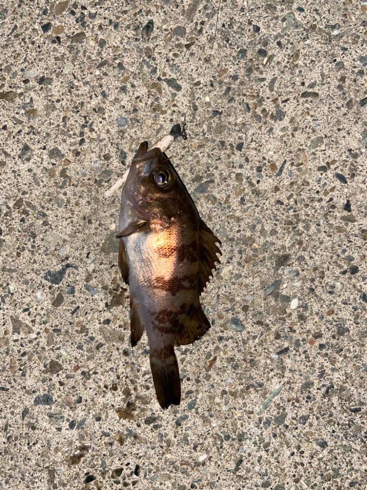 満月でも数釣り