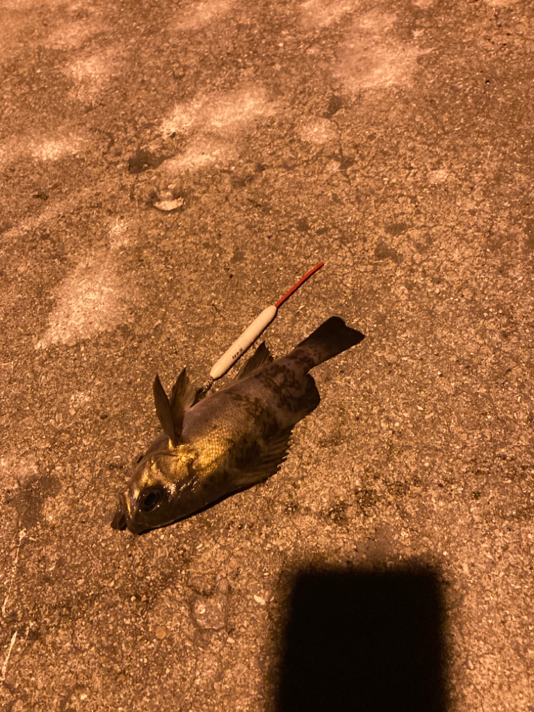 離島メバリング