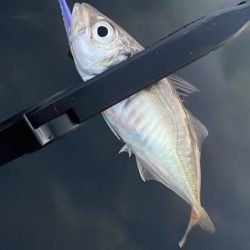 イワシパターン豆アジング