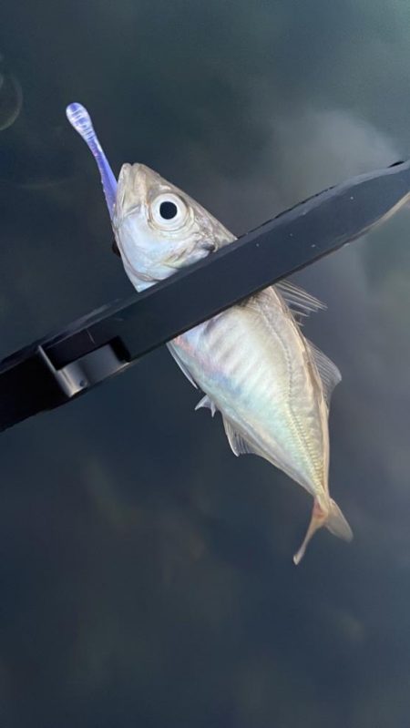 イワシパターン豆アジング