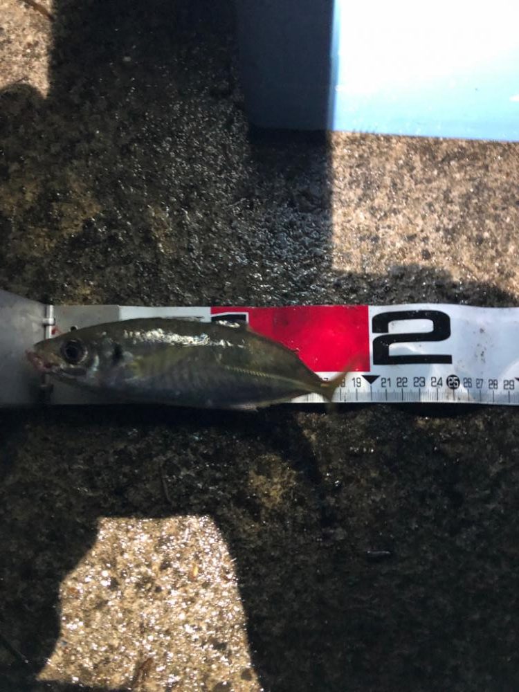 爆風(やばい)アジング