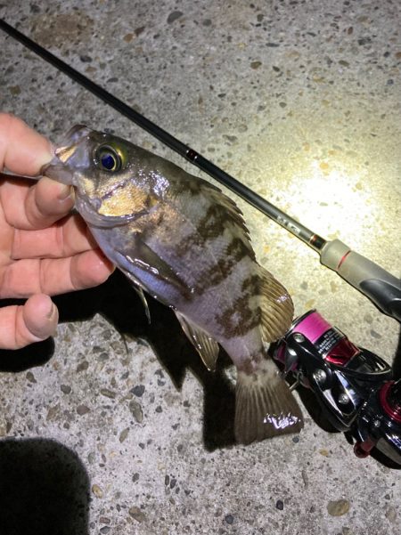 漁港で数釣りメバリング